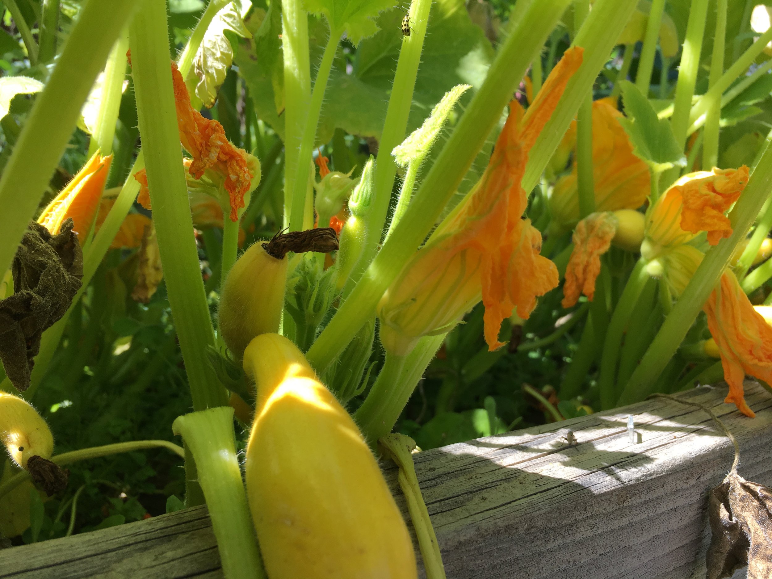 Maria's garden beginning to explode back home in Watsonville