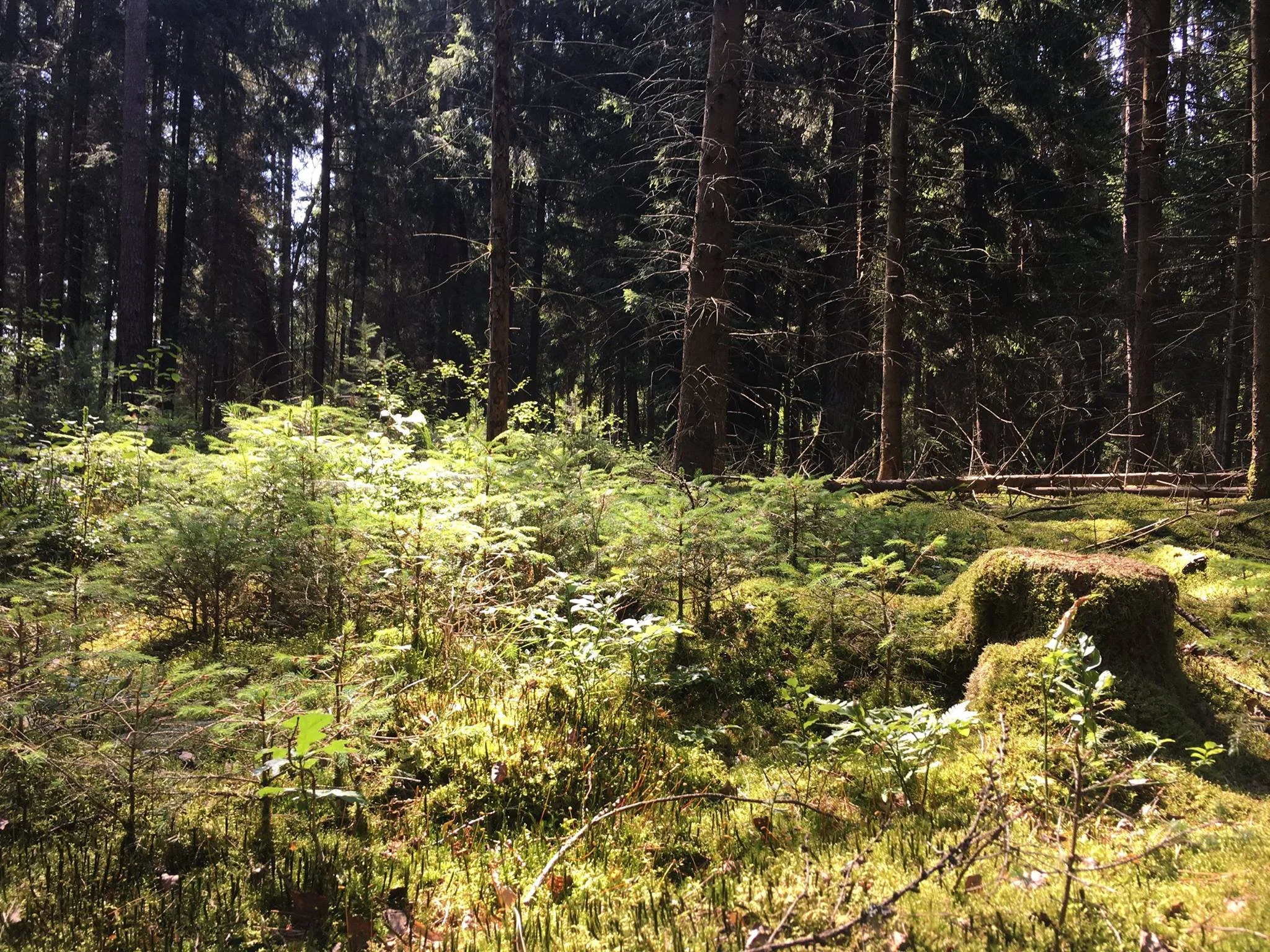 Back to the forest again...