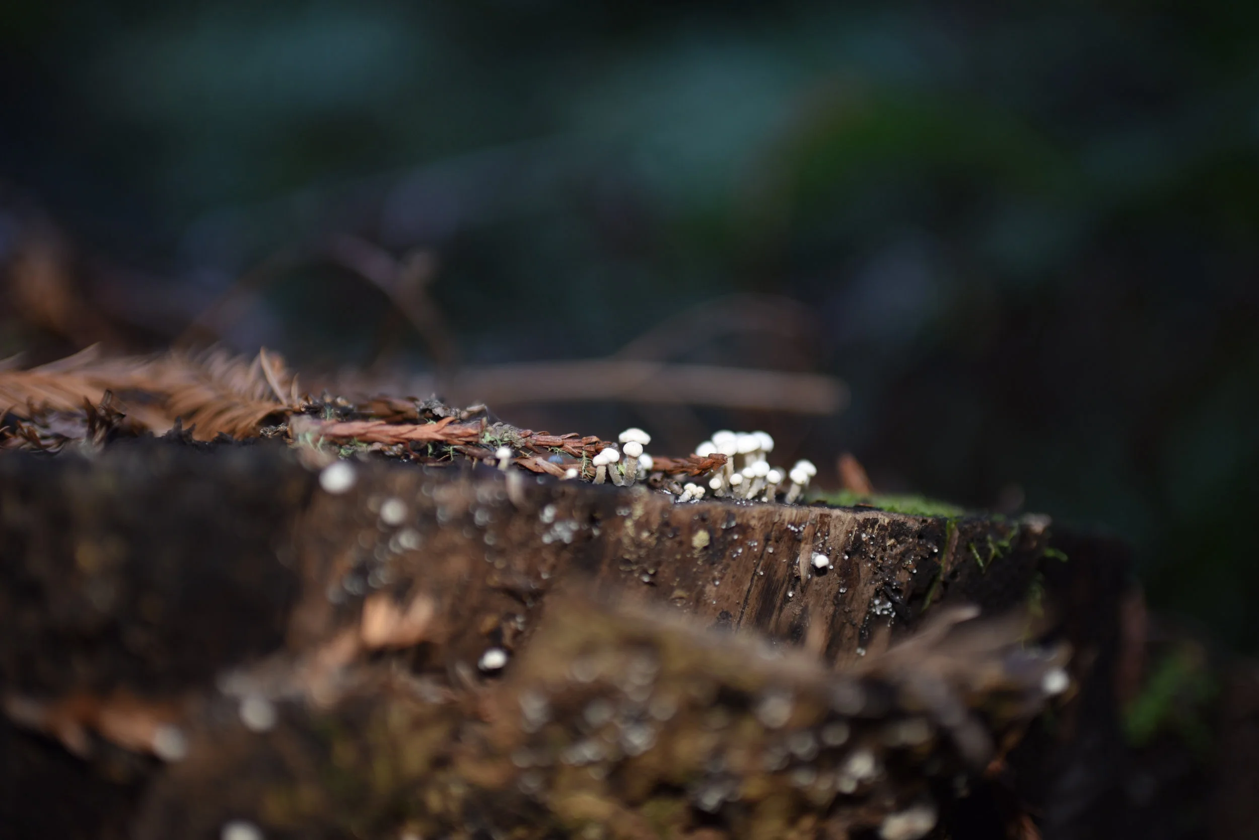 Byrne-Milliron Forest, Santa Cruz County, California USA