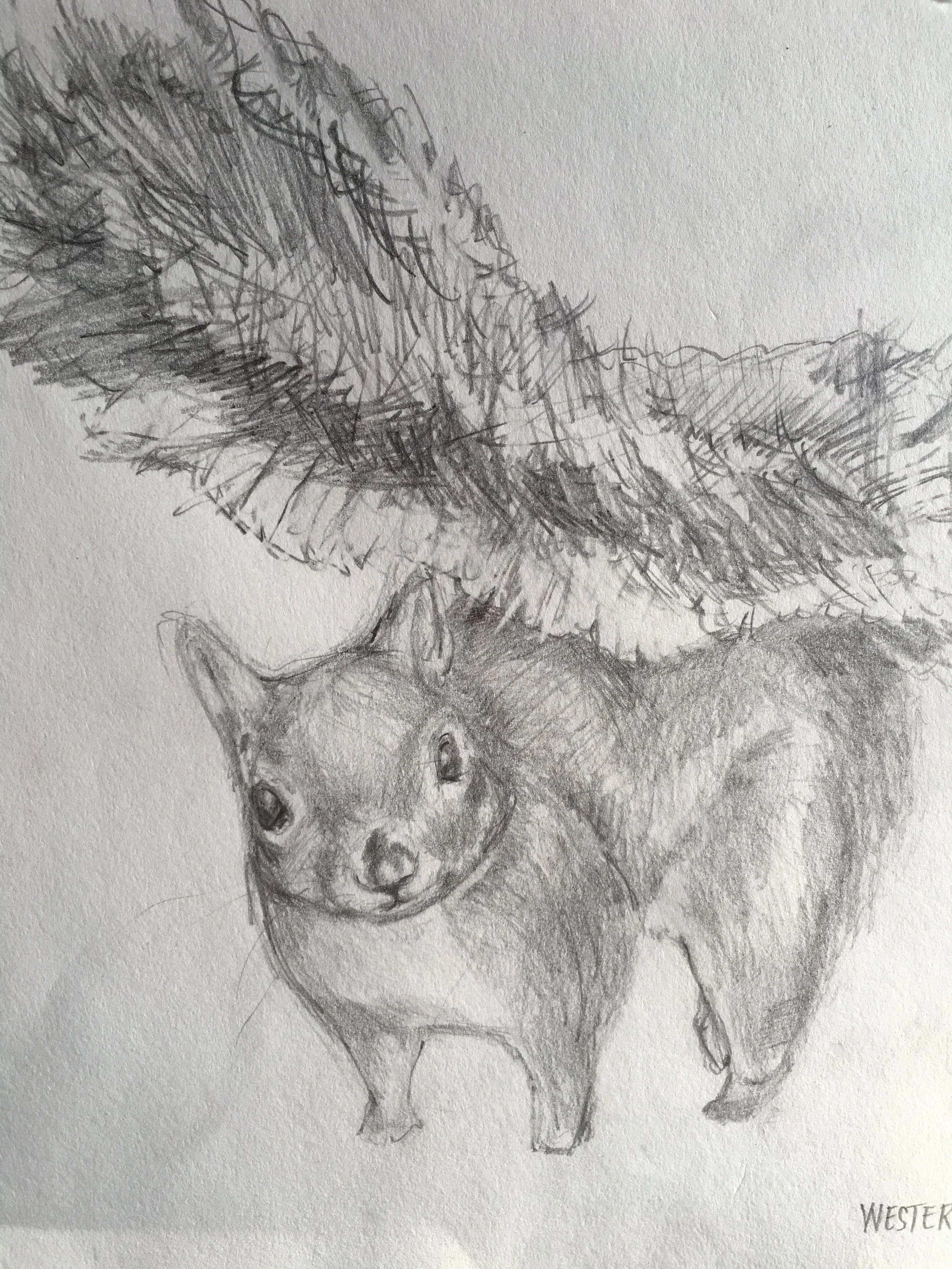 Western Grey Squirrel, 2014. Detail. 9x12 inches. Pencil on acid free Strathmore 400 series paper.