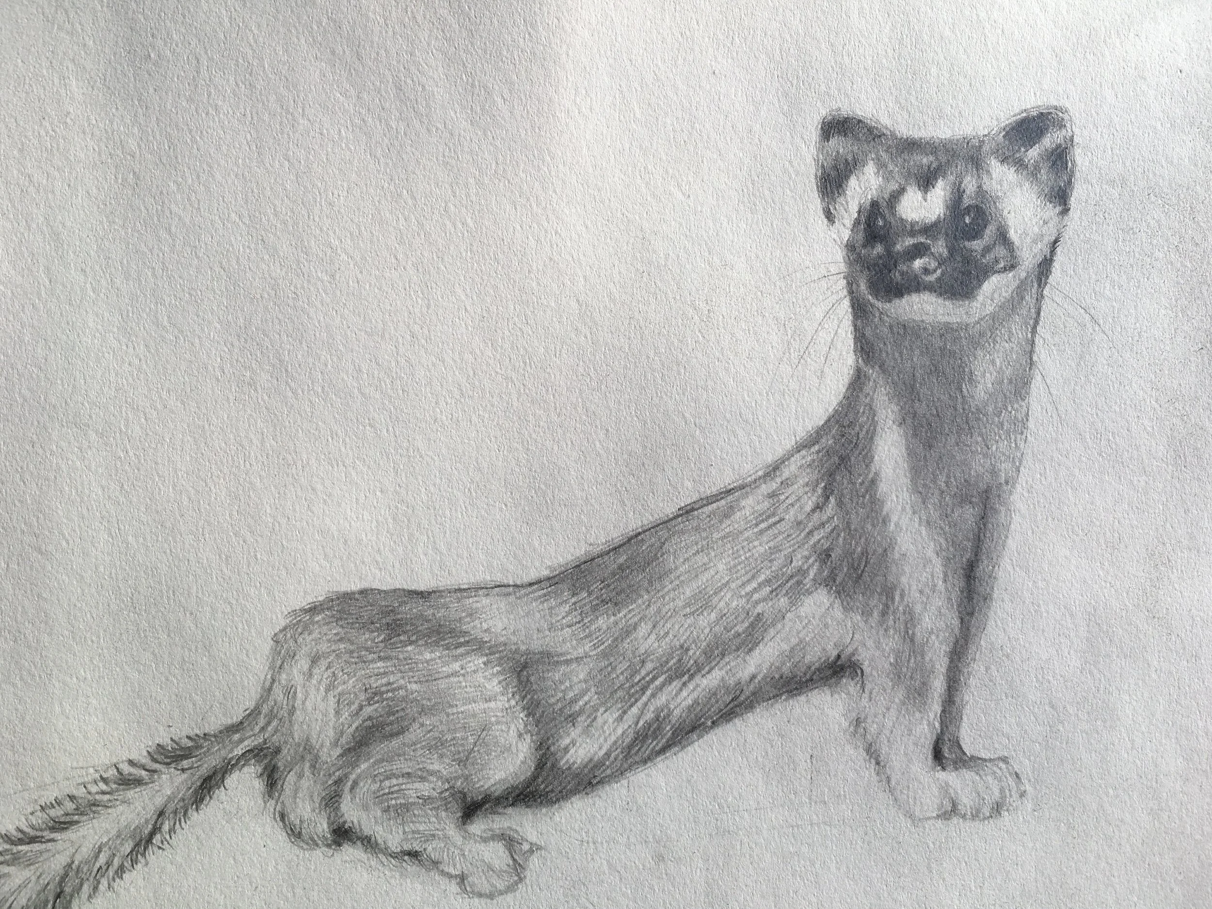 California Long Tailed Weasel, 2015. 9x12 inches. Pencil on acid free Strathmore 400 drawing paper.