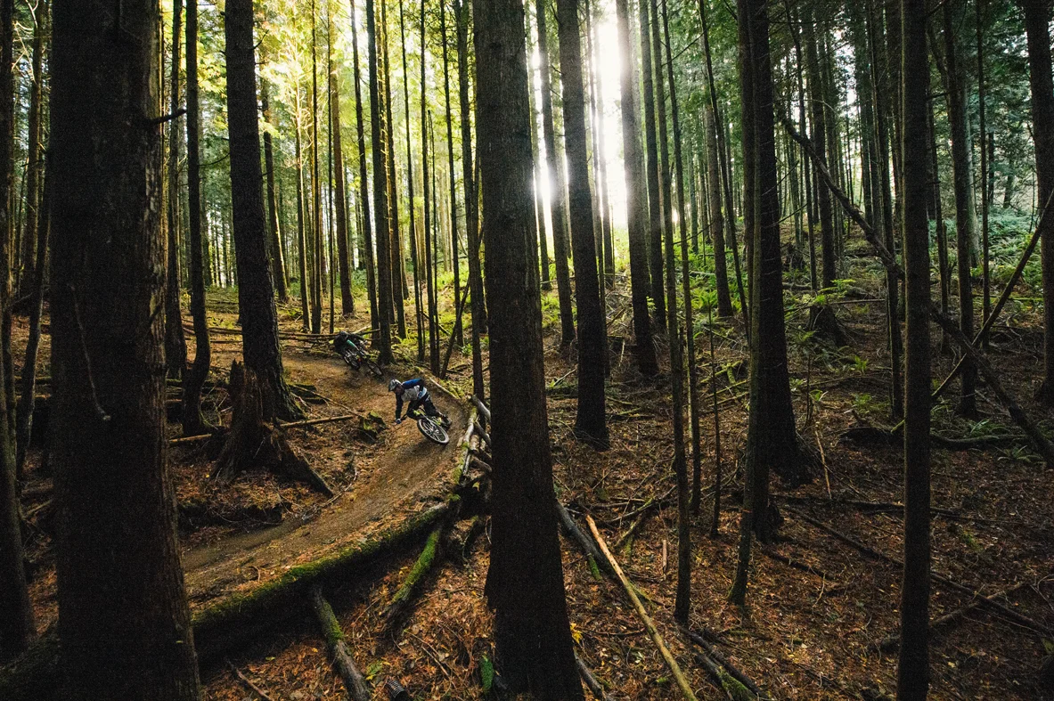 I did not take this gorgeous photo of the forest in Bellingham but I will be there in September!