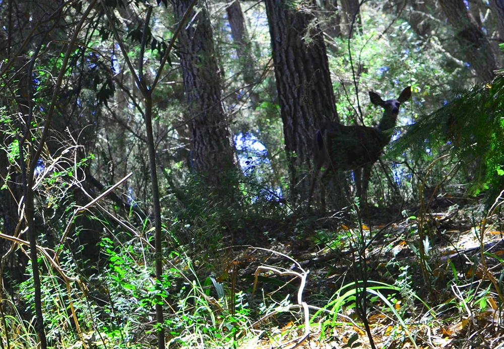 seedeer1.jpg