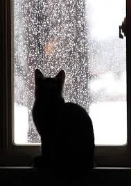Cat and Rainy Window.jpg