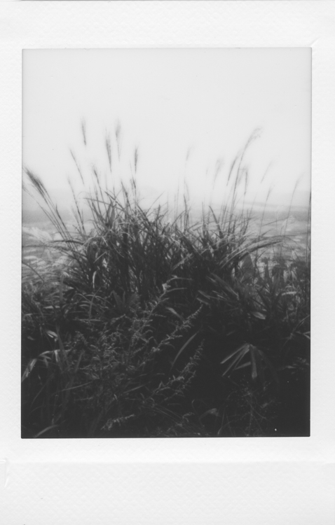 Grasslands, Aso-San, made with a Fuji Instax Mini 90S