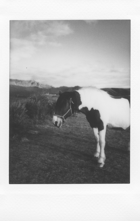 Evil horse (as they all are), Aso-San , made with a Fuji Instax Mini 90S