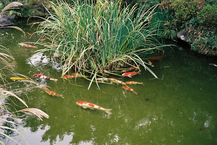 Koi pond, Kyoto