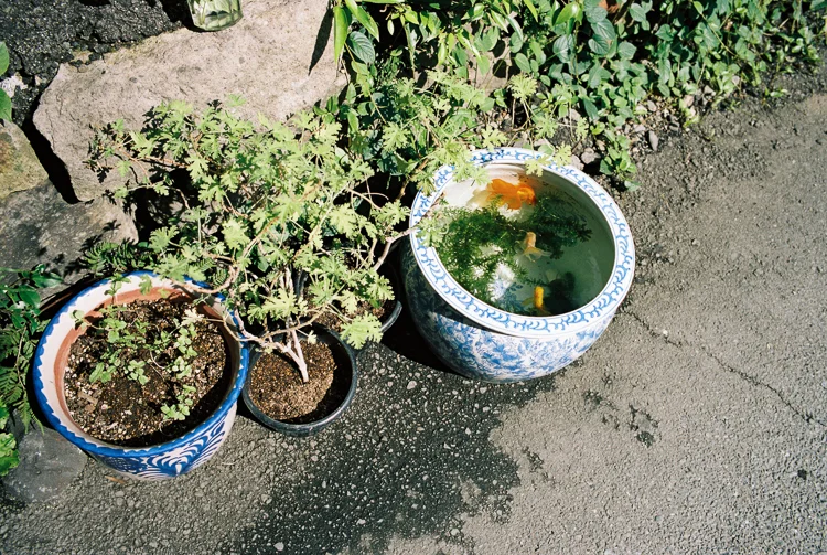 Goldfish bowl, Kumamoto