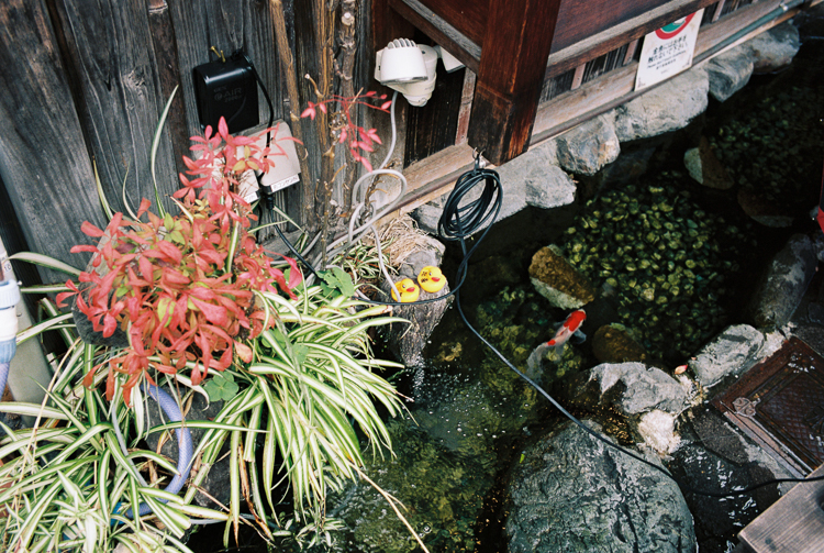 Rubber duckies, Kyoto
