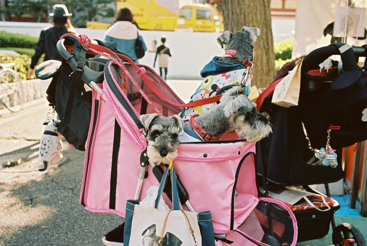 Schnauzers, Asakusa