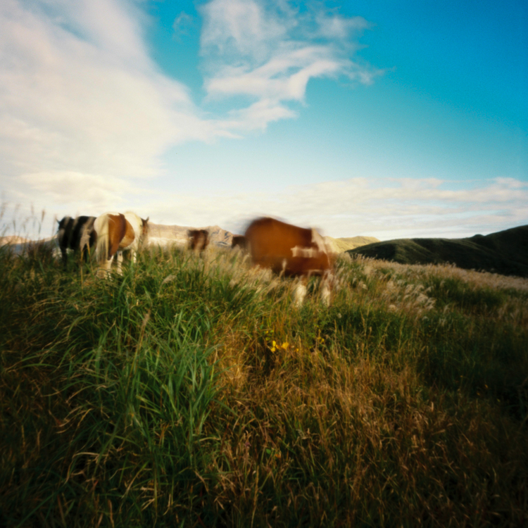 More horses, Kusasenri, Kumamoto prefecture