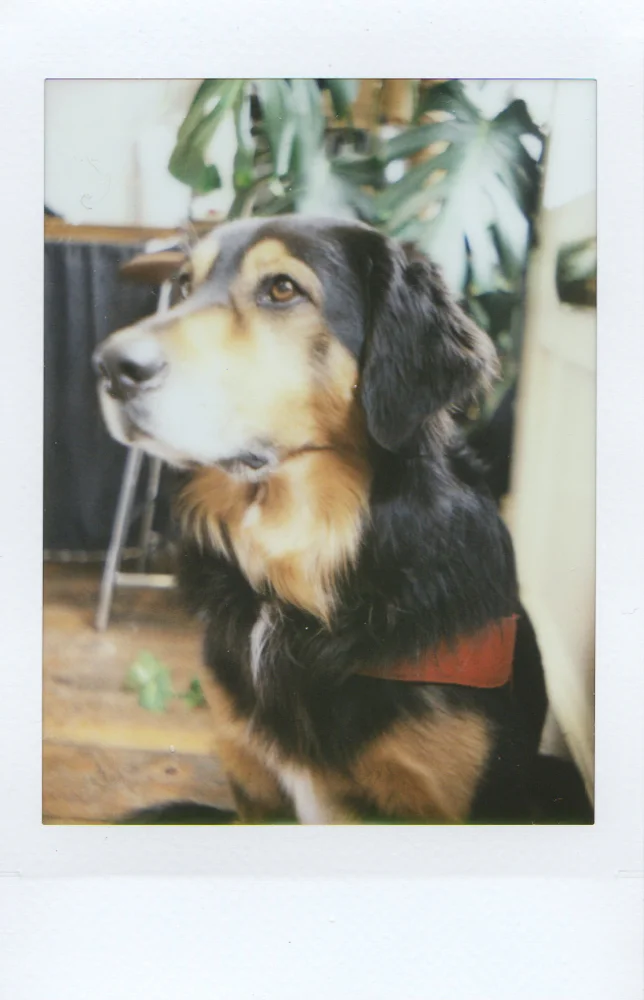 Kimbie Pup - Mint TL70