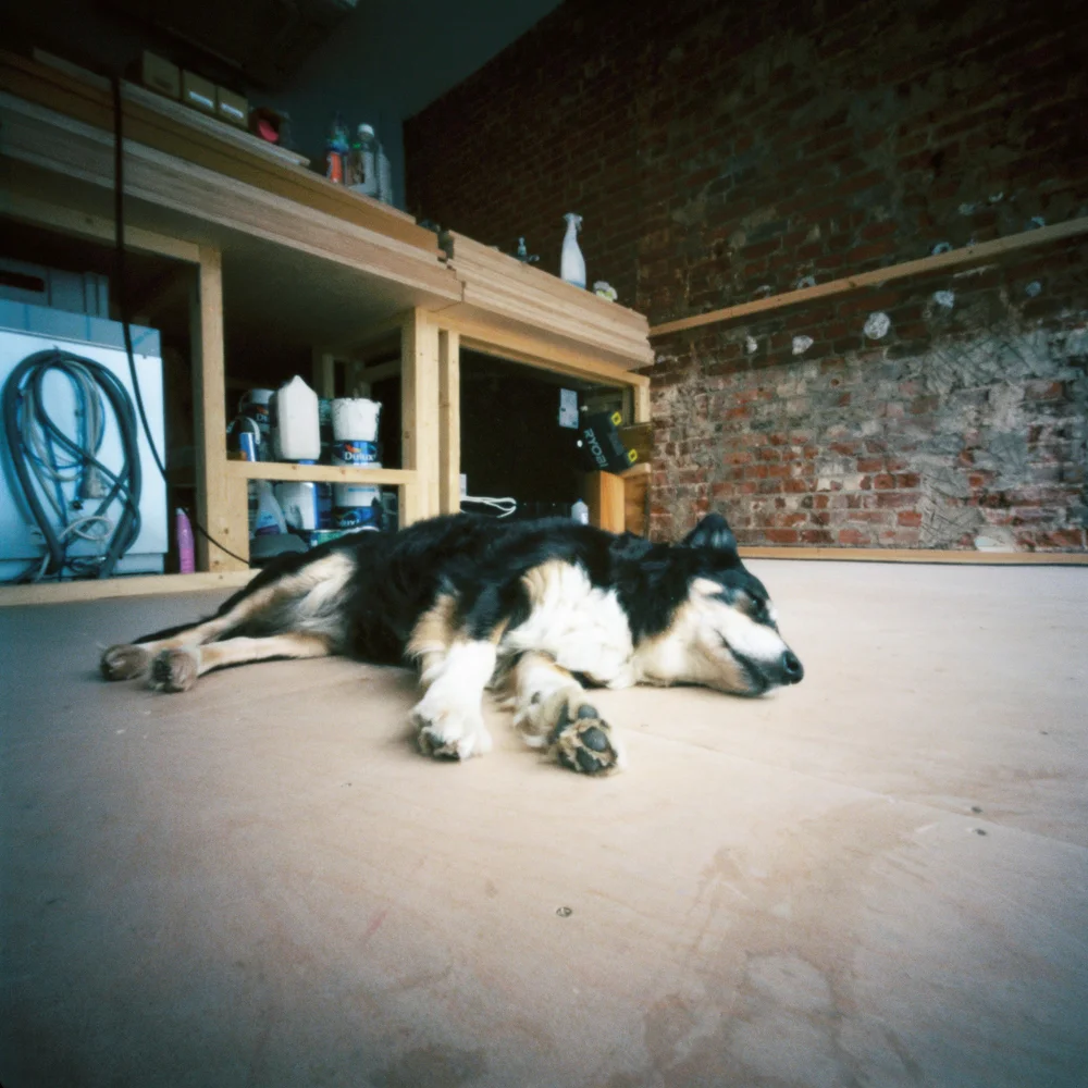 Pico, taking a rest