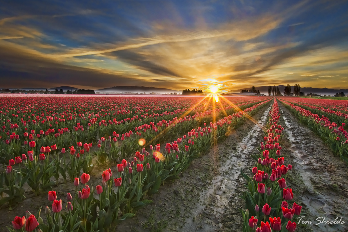 Sun-ray-tulips_6154-S.jpg