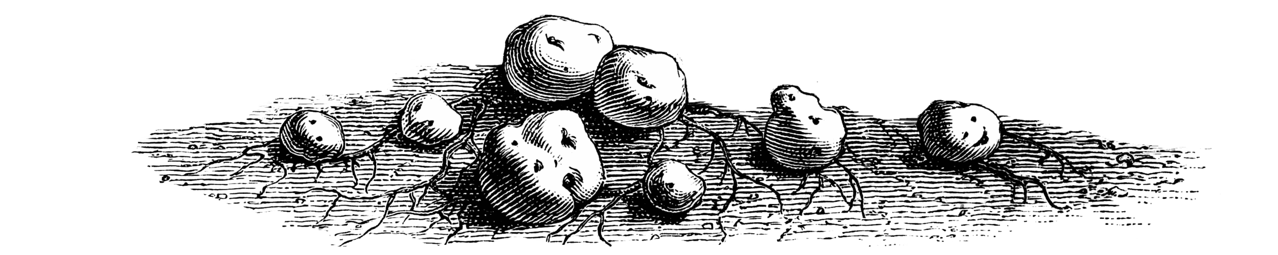 potatoes2.png