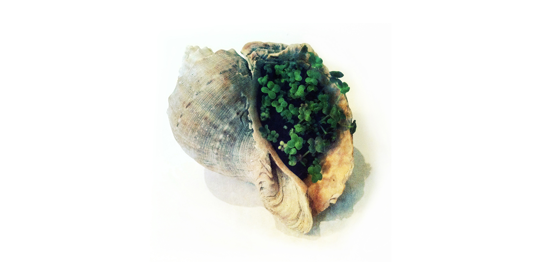 growingshellGrange.jpg