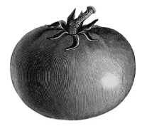 tomato-etching.jpg