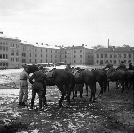 Remonter, dvs unghästar vid Svea artilleriregemente, Valhallavägen, under beredskapsåren 1942.