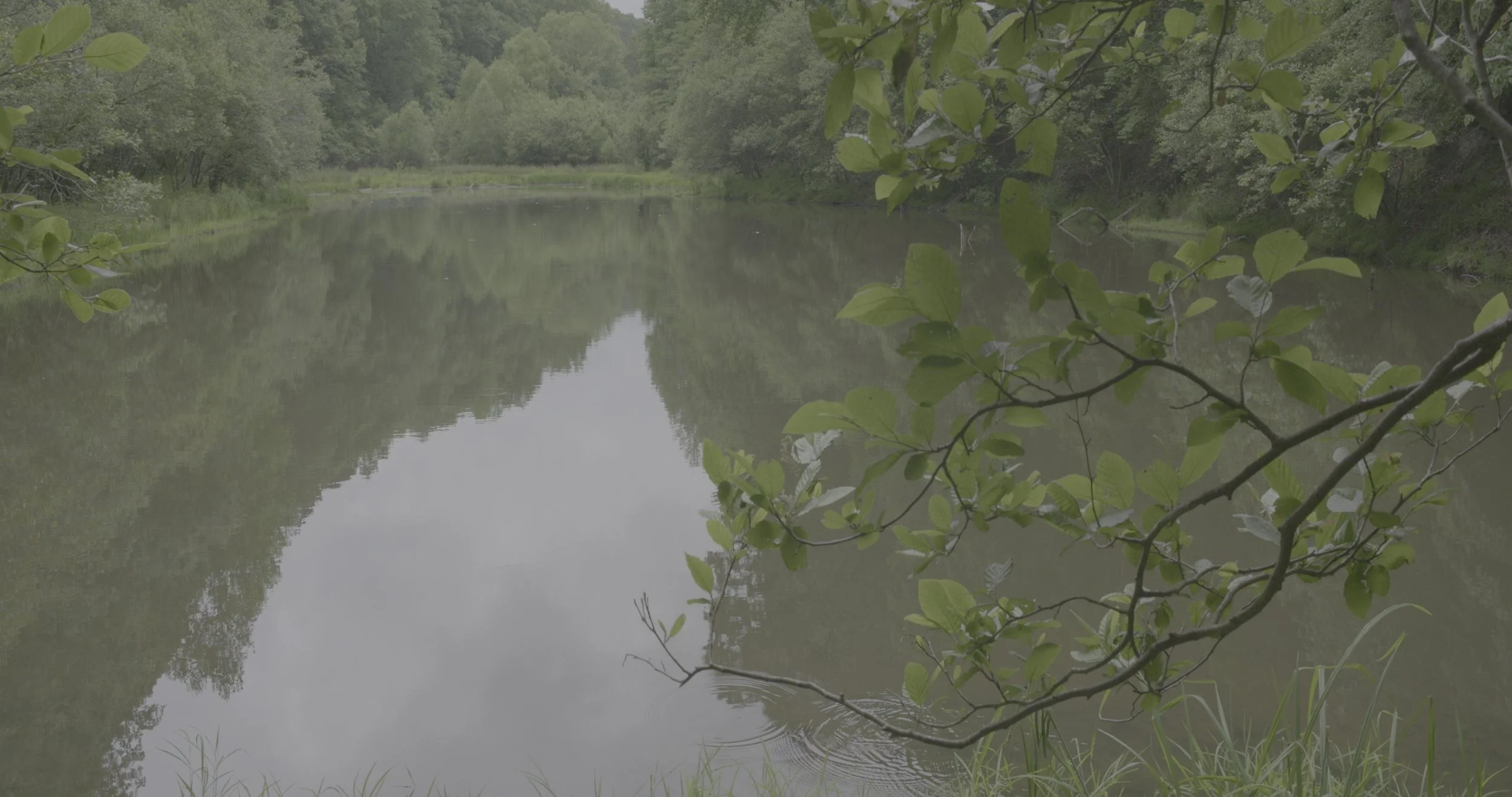 Lumix S5ii - Sirui 24mm Super 35 Anamorphic Lens