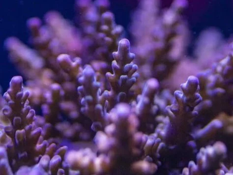 A Beautiful Reef Tank and A Stunning LPS Tank