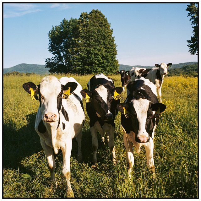 Jack Morris cows.jpg