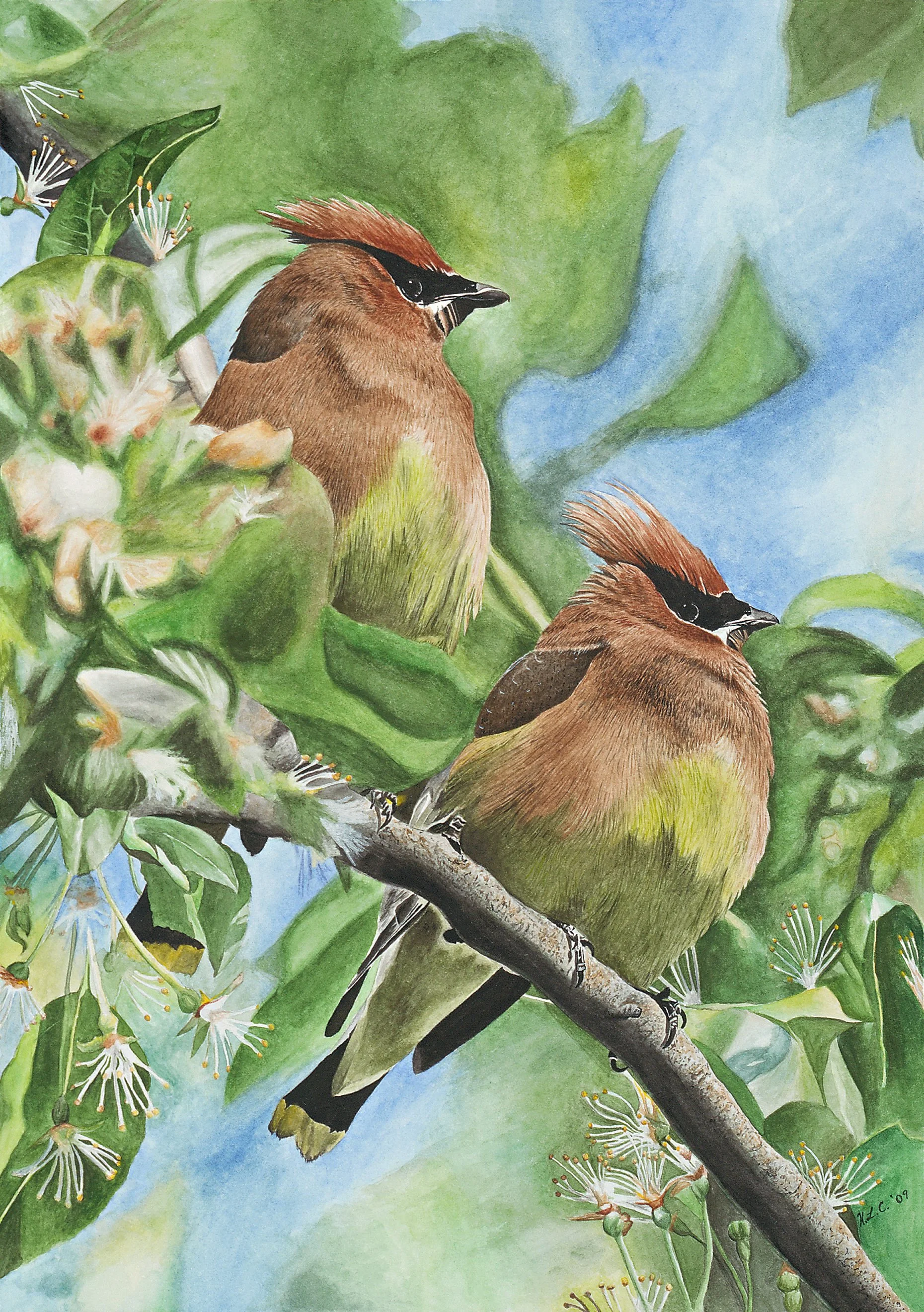 WillowRoadWatercolors-CedarWaxwings.jpg
