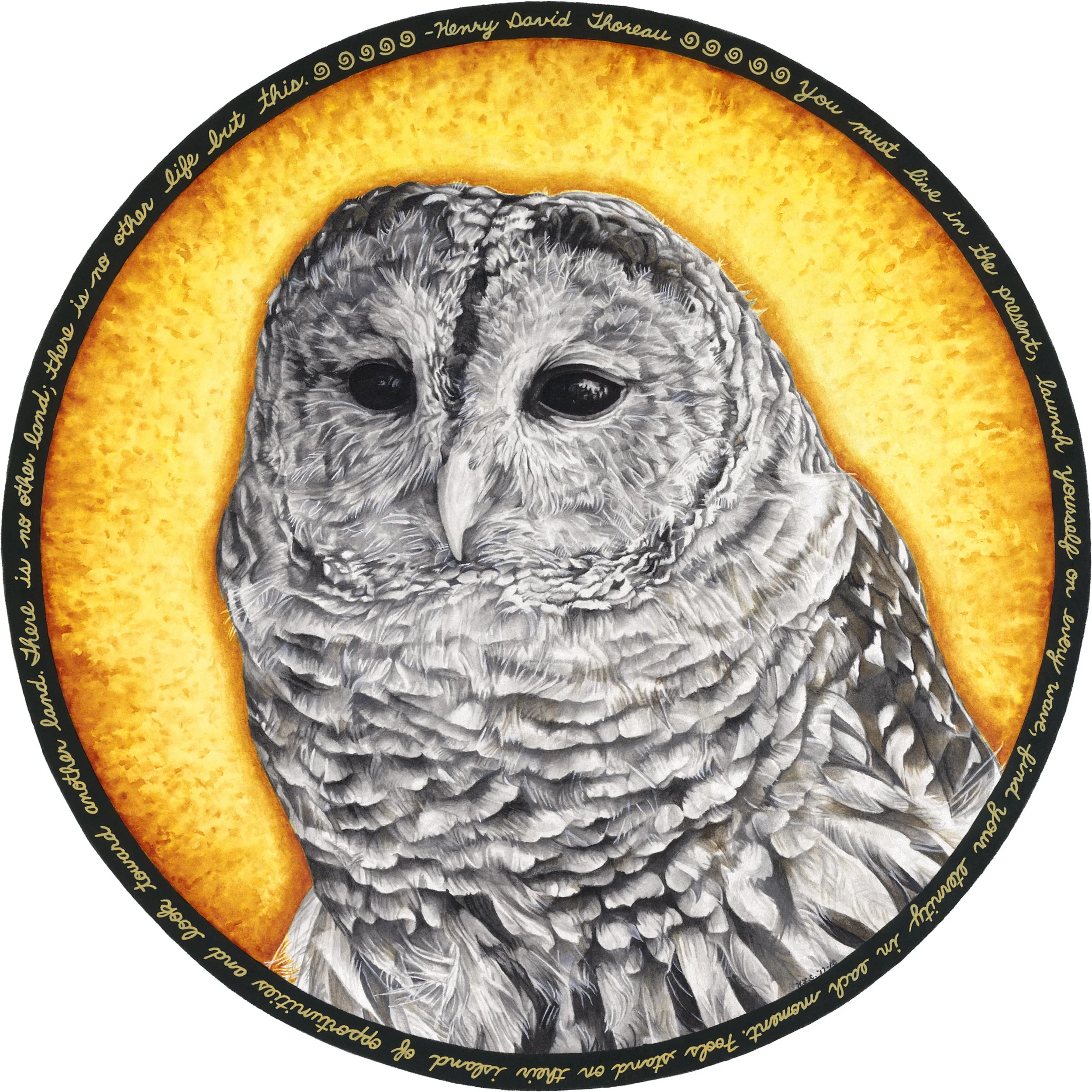 Barred Owl80.jpg