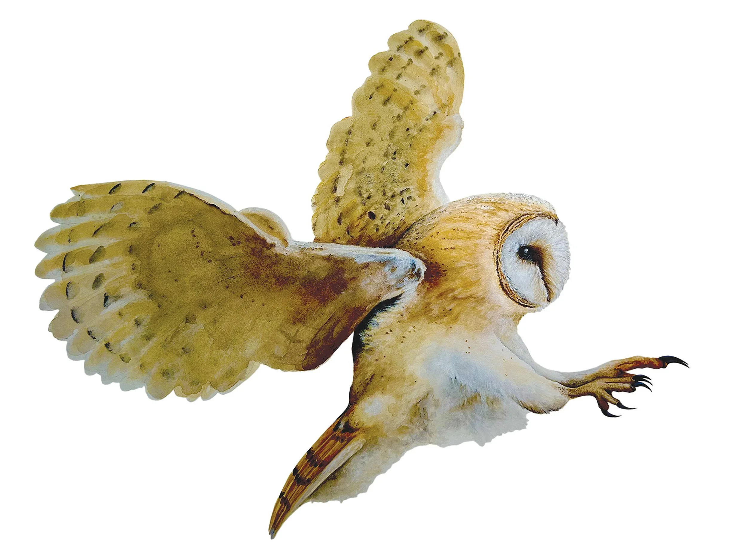 Linda - Barn+Owl+in+flight.webp