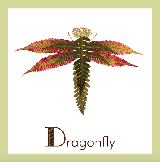 dragonfly 2.png