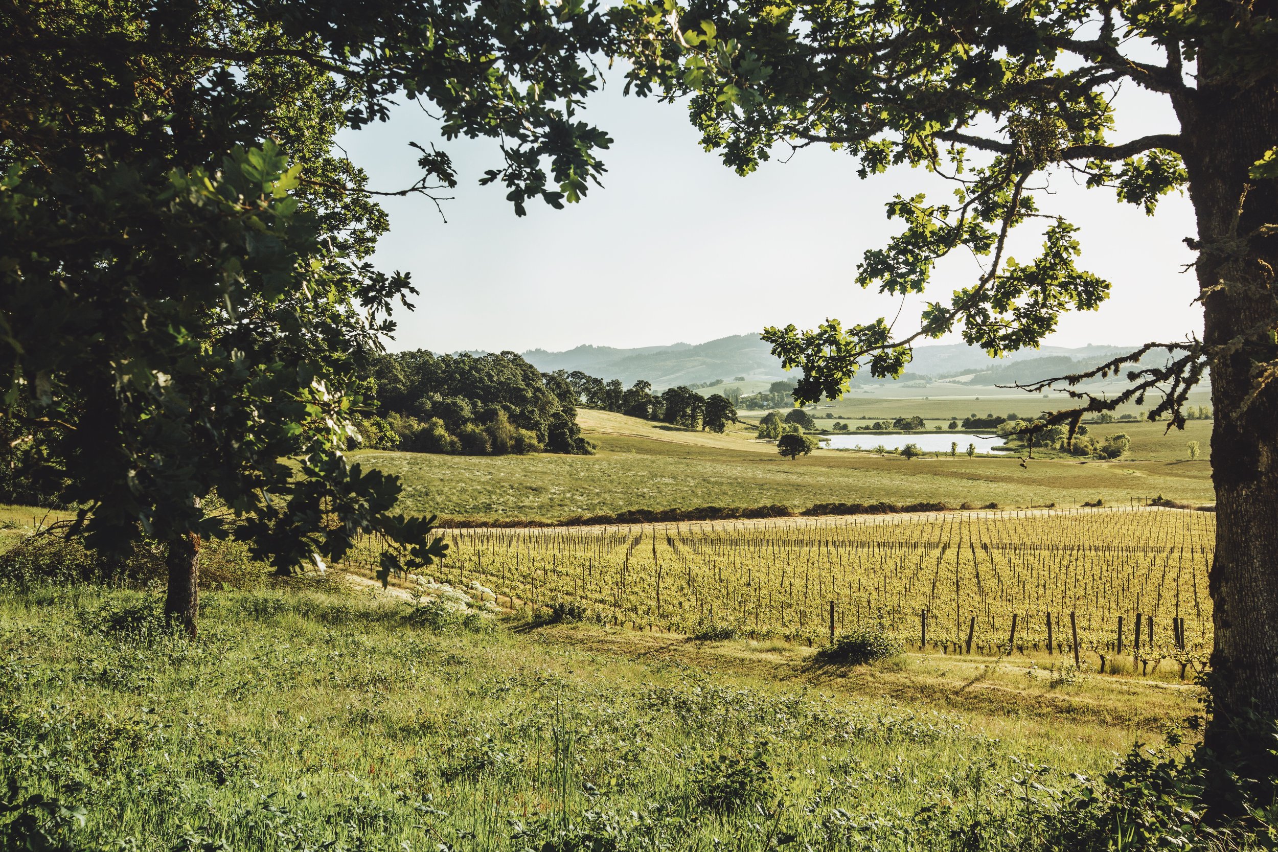 Old Growth Oak Savanna Restoration: Photo by Laurel Dailey