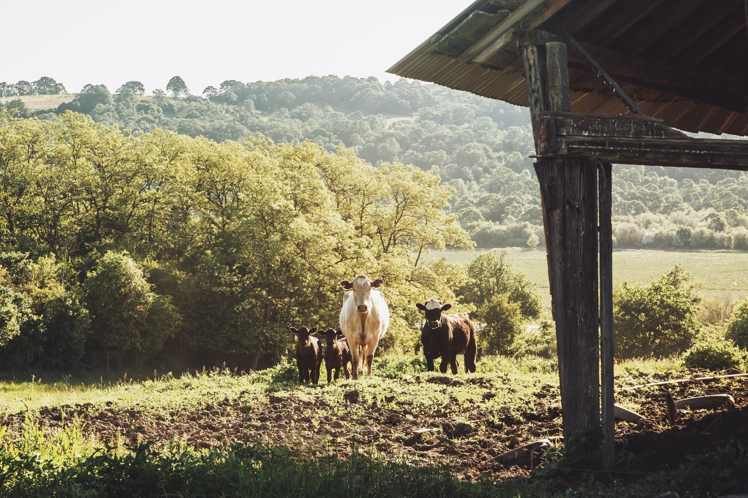 Historic Preservation & Cattle Raising at South Farm: Photo by Laurel Dailey