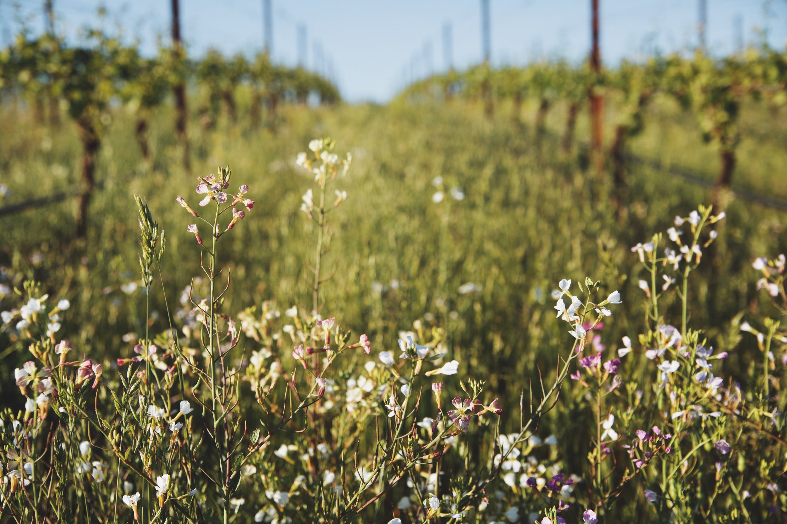 No Till Cover Crops: Photo by Laurel Dailey