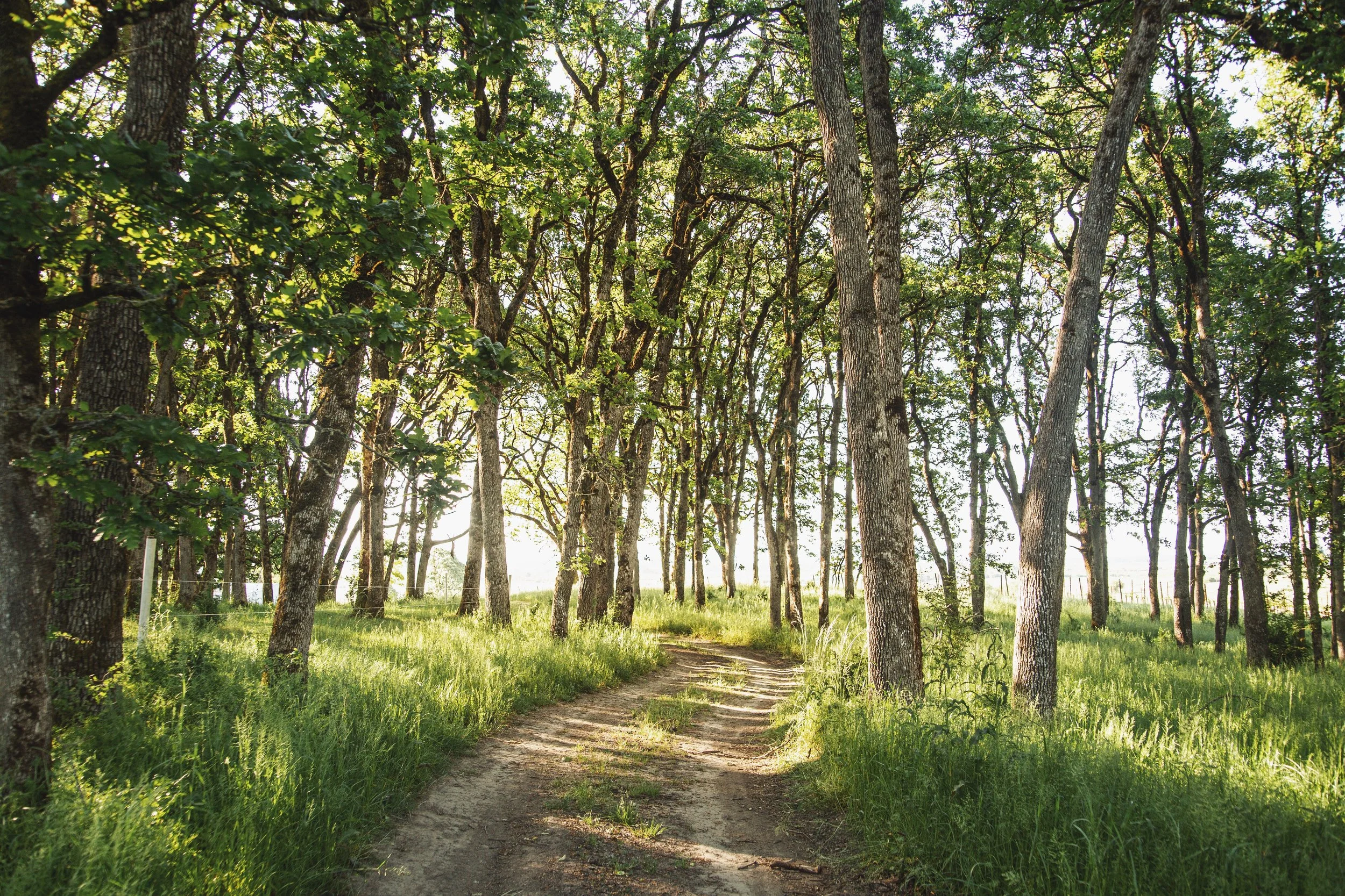 Juvenile Oak Savanna Restoration: Photo by Laurel Dailey