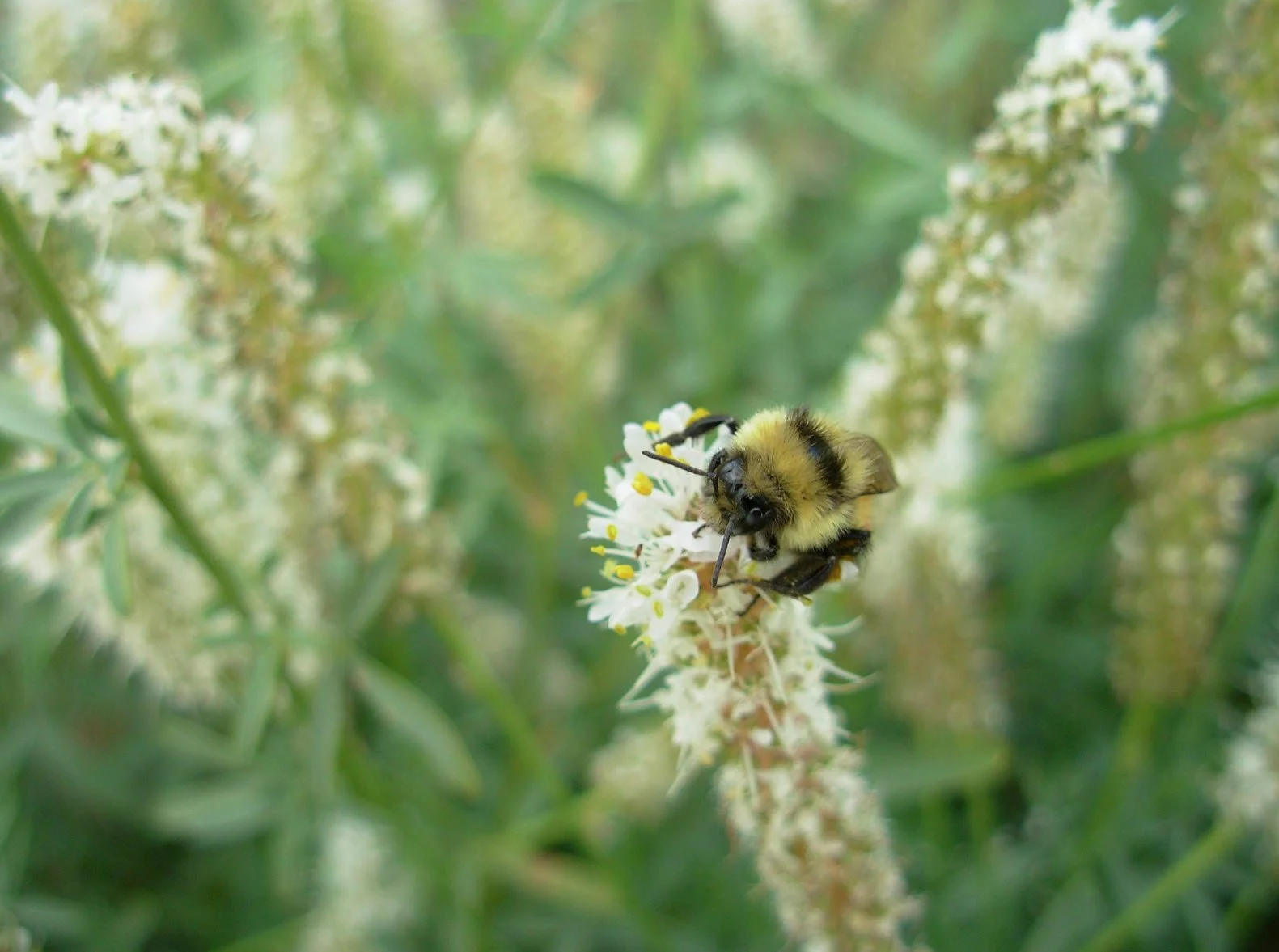 Dalea Candida Bee.jpg