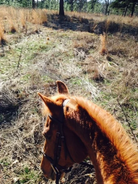 Please excuse the poor Iphone quality. This is one my favorite little horses there ever was. His name is Rusty.