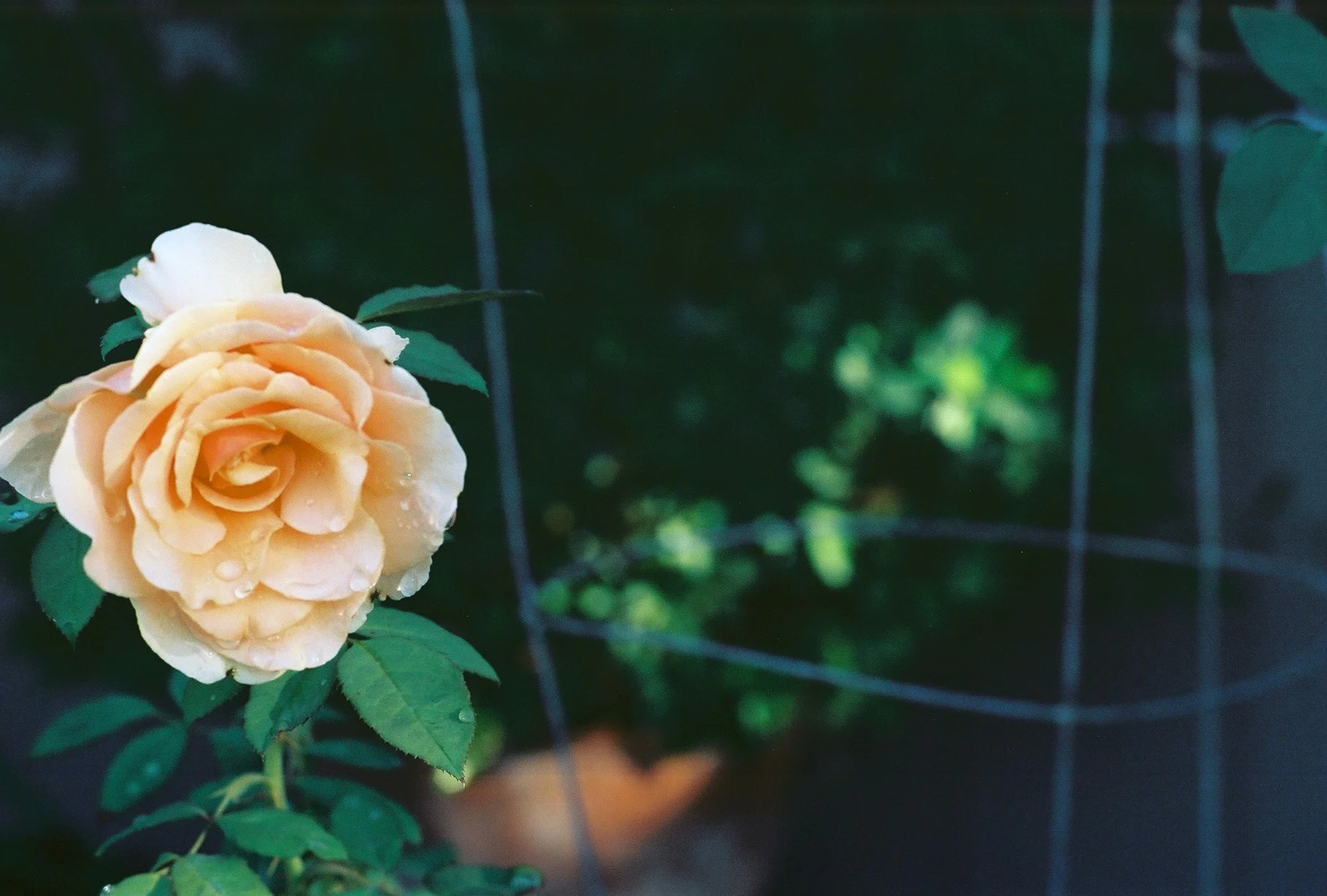 A lovely rose in Firebaugh, CA