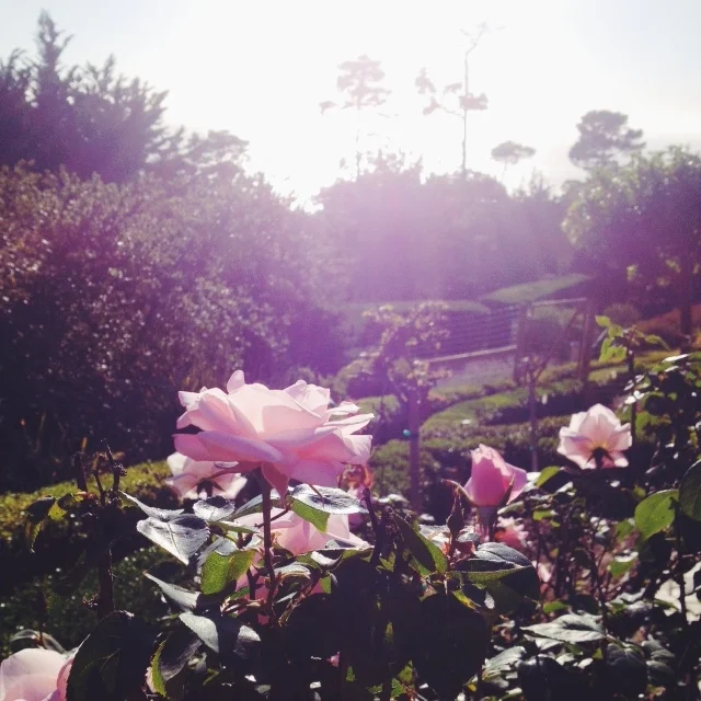 California Roses.jpg