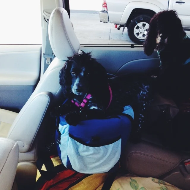 Daisy and Rocket, two of our road buddies. 