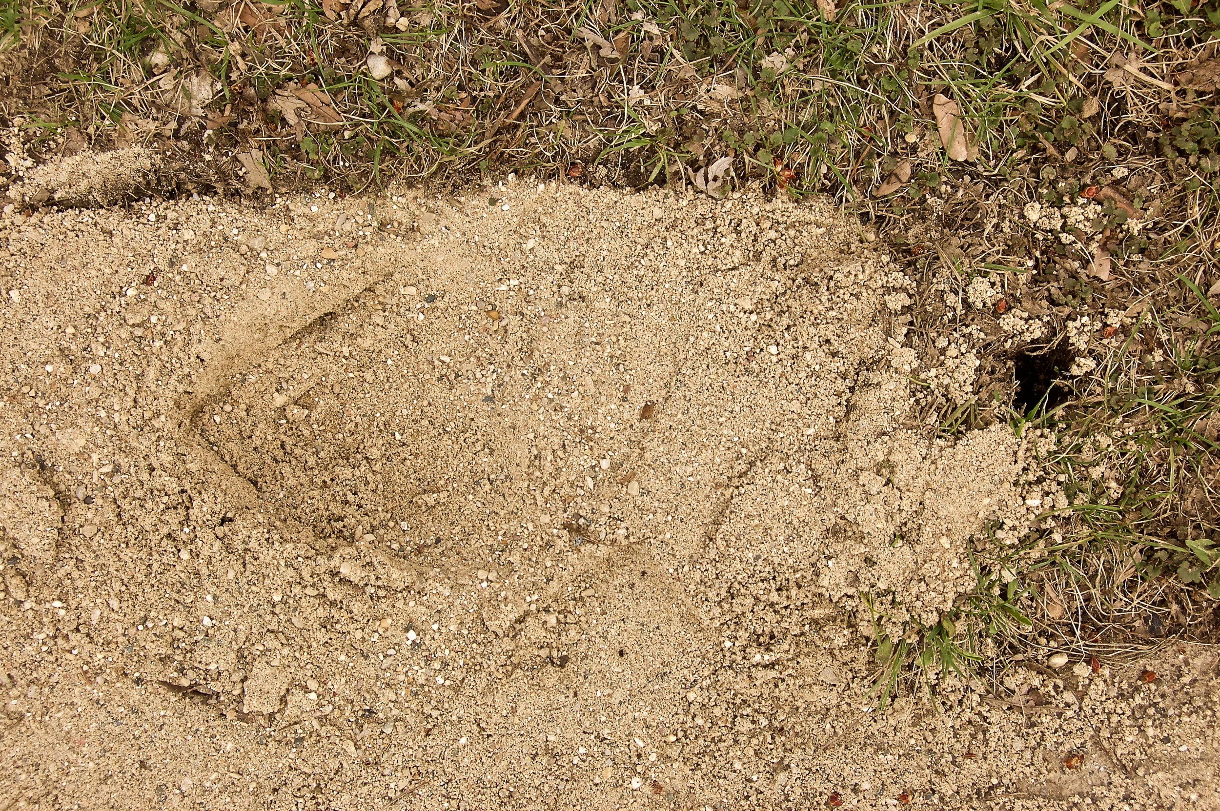 Sand-filled hole with retained spade imprint and unfilled borehole. (One of several images of a sloppily-managed cable laying project.)
