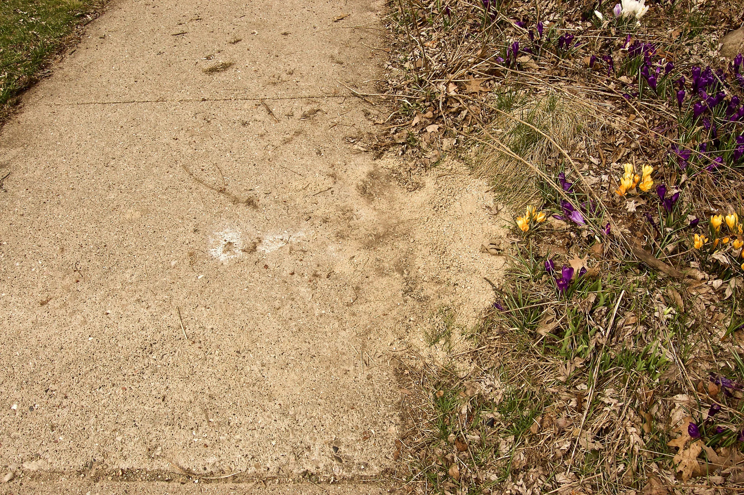 Damage to flower bed. Note the sand remaining on sidewalk. (One of several images of a sloppily-managed cable laying project.)