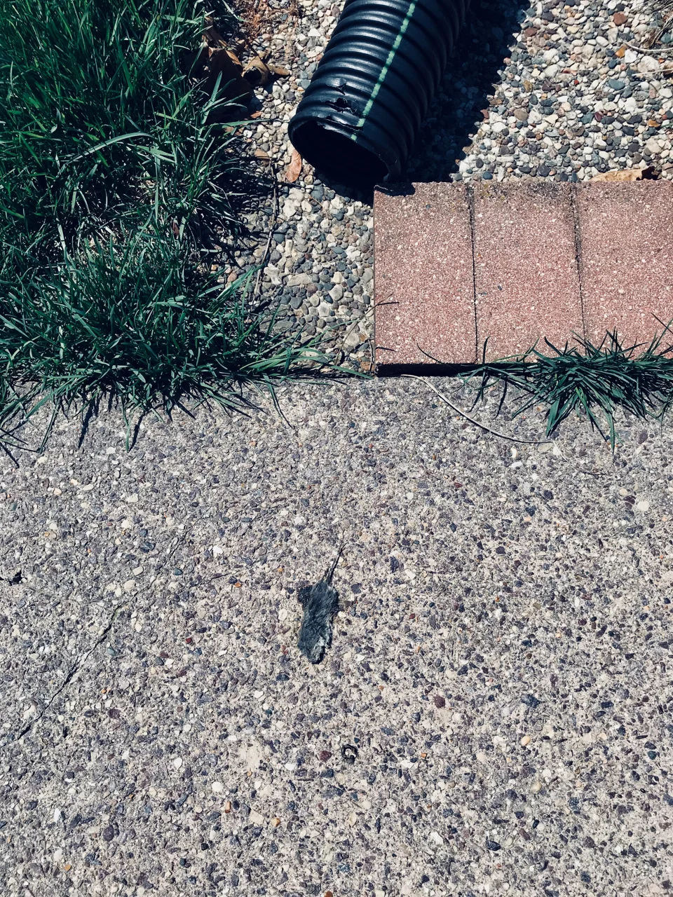 Flushed Out. Nakoma Neighborhood. Madison, Wisconsin. May 2018. © William D. Walker