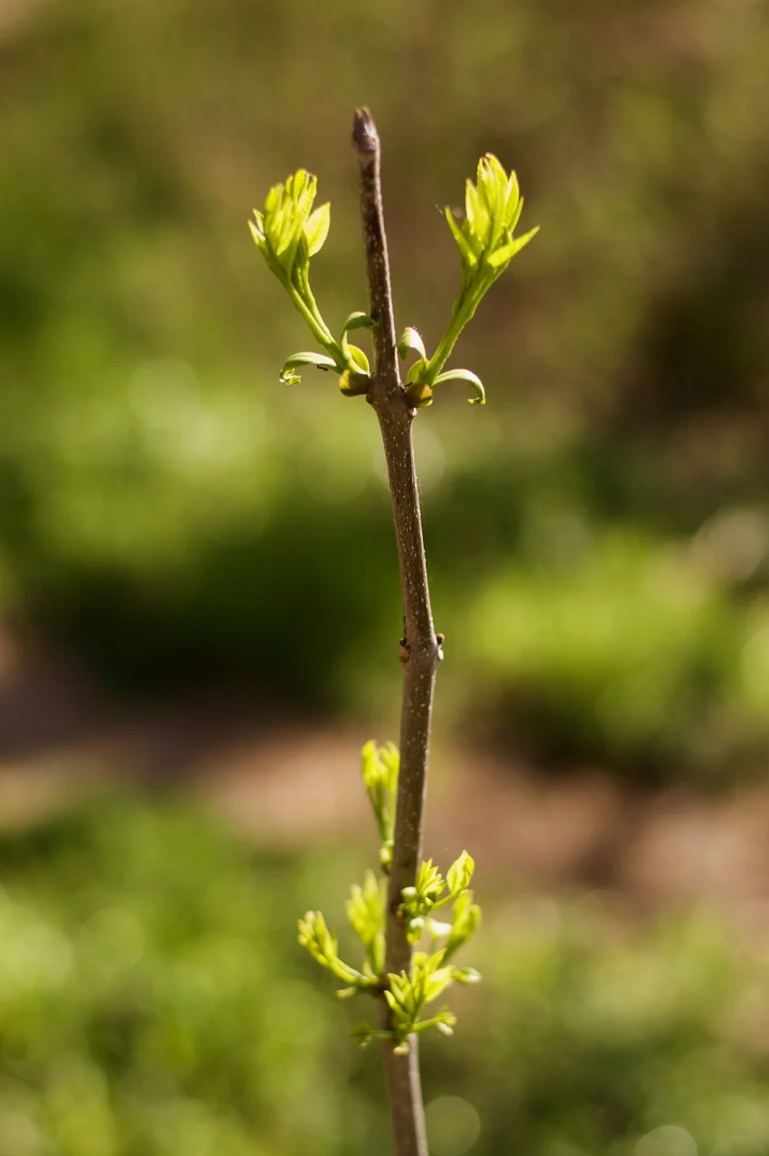 Budding. Picnic Point. Madison, Wisconsin. May 2018. © William D. Walker