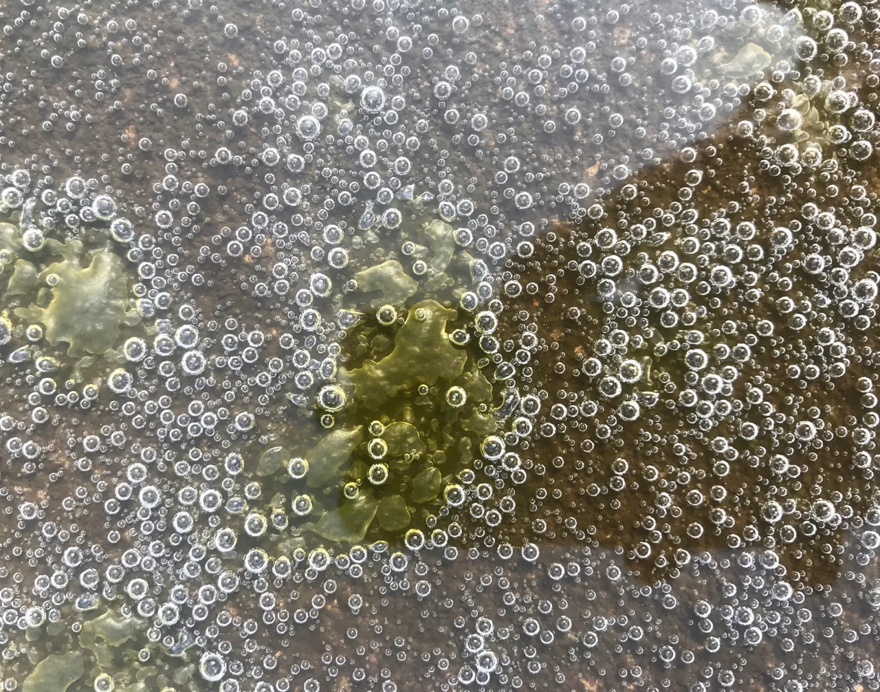 Runoff. UW Arboretum. Madison, Wisconsin. August 2018. © William D. Walker 