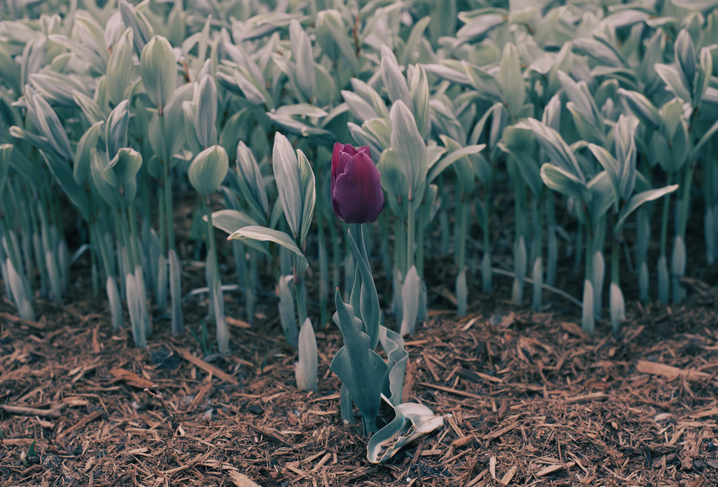 Front Runner. Madison, Wisconsin. May 2019 © William D. Walker