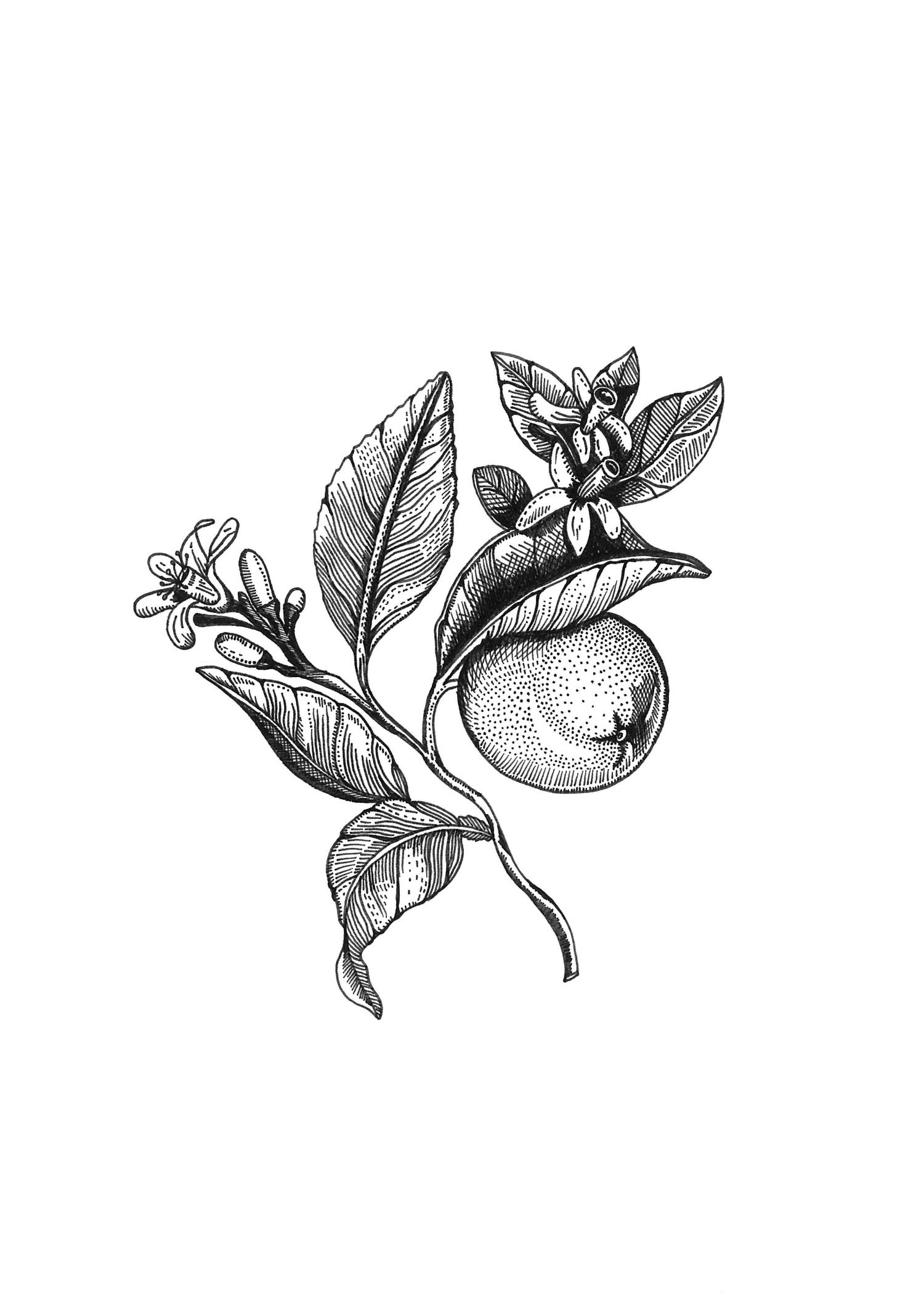 BlueFrog_Illustrations_Orange+Blossom.jpg