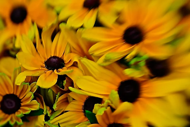 Black Eyed Susans