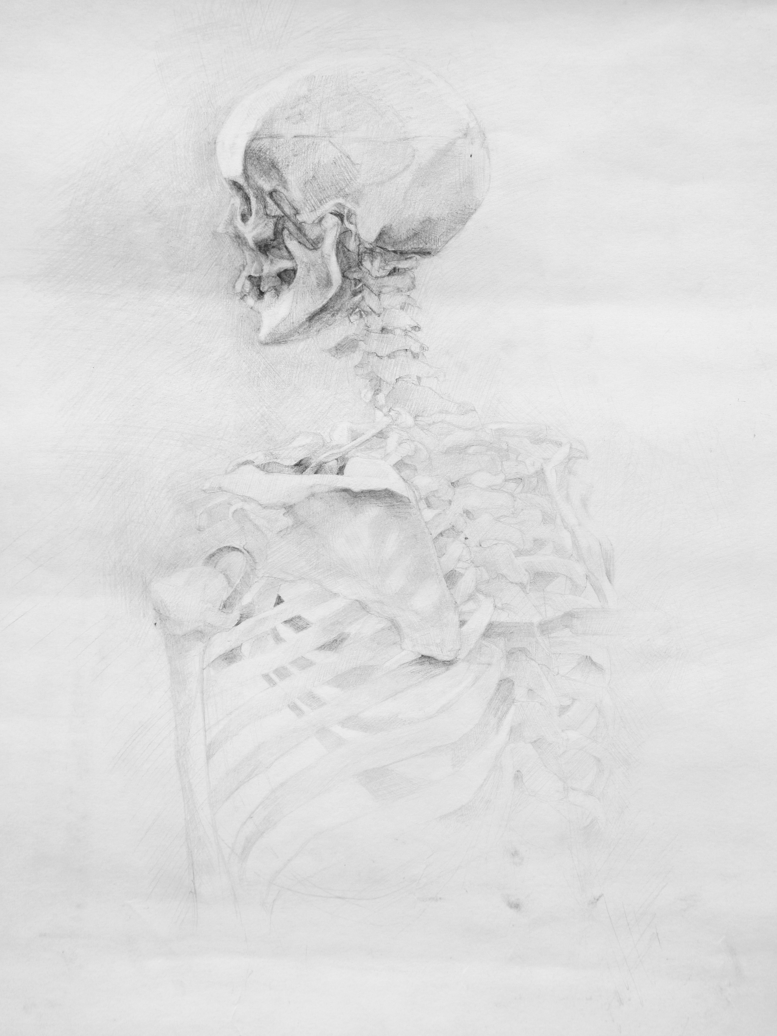 skeletonstudysummer07.jpg