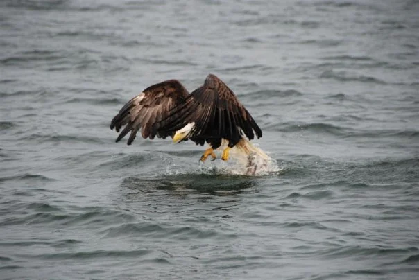 eagel.jpg