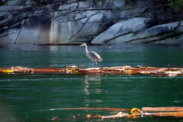 heron.jpg