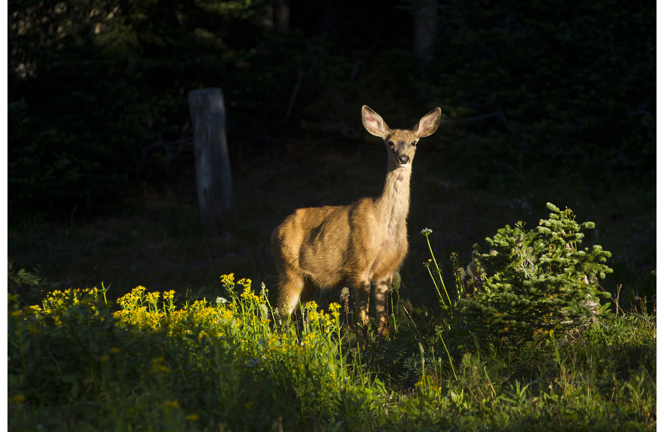 SLorencePhoto_chilcotin_033.JPG